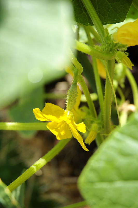 A baby cucumber with flower