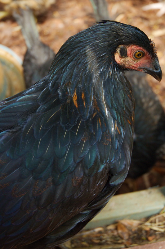 A black and gold chicken